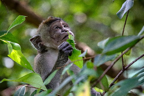 Castanho, macaco, árvore, animais selvagens, animal, animais em estado selvagem, temas animais, primata, mamífero, um animal, vertebrado, plantar, folha, parte da planta, ninguém, floresta, natureza, foco seletivo, olhando para longe, dia, ramo, 5K, CC0, domínio público, royalty free