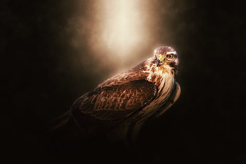falco, uccello, aquila, capo, selvaggio, animale, isolato, predatore, ala, nero, energia, design, piuma, natura, artiglio, portafortuna, a caccia, temi animali, un animale, uccello rapace, fauna selvatica, animali allo stato selvatico, vertebrato, nessuno, ritratto, girato in studio, sfondo nero, gufo, parte del corpo animale, in casa, copia spazio, guardando la fotocamera, lunghezza intera, falco - uccello, testa di animale, 2K, CC0, dominio pubblico, privo di copyright