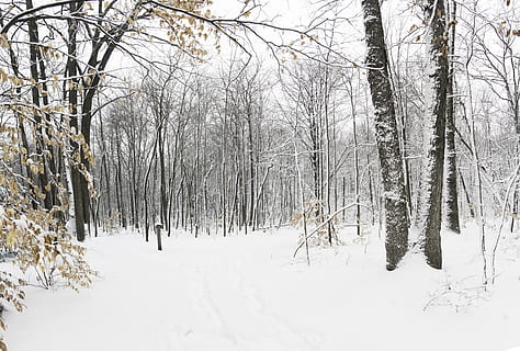 las zimą, Natura, na dworze, drzewo, roślina, wegetacja, lesisty teren, las, wylądować, śnieg, zimowy, burza, burza śnieżna, gaj, pogoda, sceneria, pnia drzewa, krajobraz, lód, brzozowy, zwierzę, zimna temperatura, nagie drzewo, spokój, piękno natury, spokojna scena, pokrycie, scenics - natura, żadnych ludzi, biały kolor, Oddział, dzień, scena pozamiejska, 8K, CC0, domena publiczna, darmowe zdjęcia
