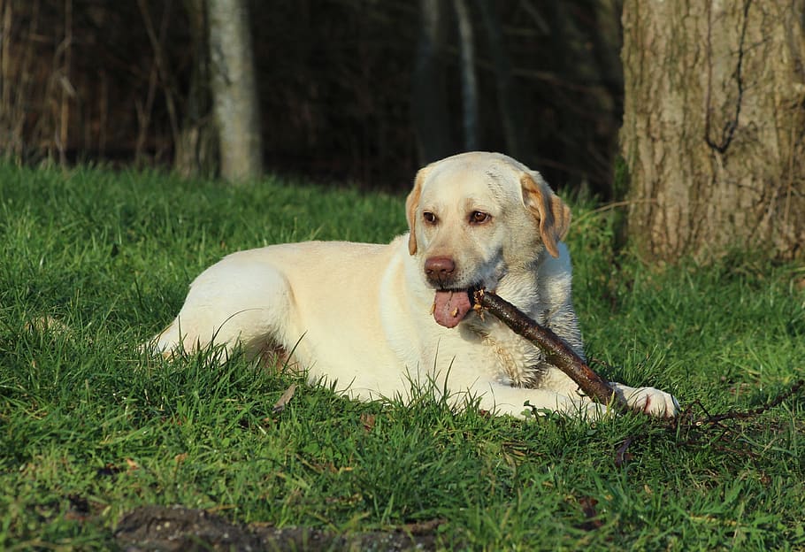 Labrador, groc, jugar, pal, mascota, gos, adorable, diversió, feliç, un animal, caní, temes d'animals, mascotes, planta, mamífer, nacional, animal, animals domèstics, herba, relaxació, vertebrats, terra, naturalesa, camp, arbre, cap gent, dia, descans, a l'aire lliure, pal - part de la planta, boca oberta, cap d’animals, 4K