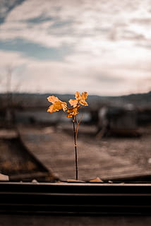 flor groga, full, planta, arbre, sòl, maple, fulla d'auró, llum solar, dit, asfalt, tronc de l'arbre, venes, llum, flamarada, flor, tulipa, ocell, jay, animal, planta amb flors, naturalesa, bellesa a la natura, cap gent, vulnerabilitat, frescor, fragilitat, primer pla, centrar-se en primer pla, cel, a l'aire lliure, dia, enfocament selectiu, creixement, material de fusta, posta de sol, cap de flor, núvol - cel, 5K, CC0, domini públic, lliure de regalies