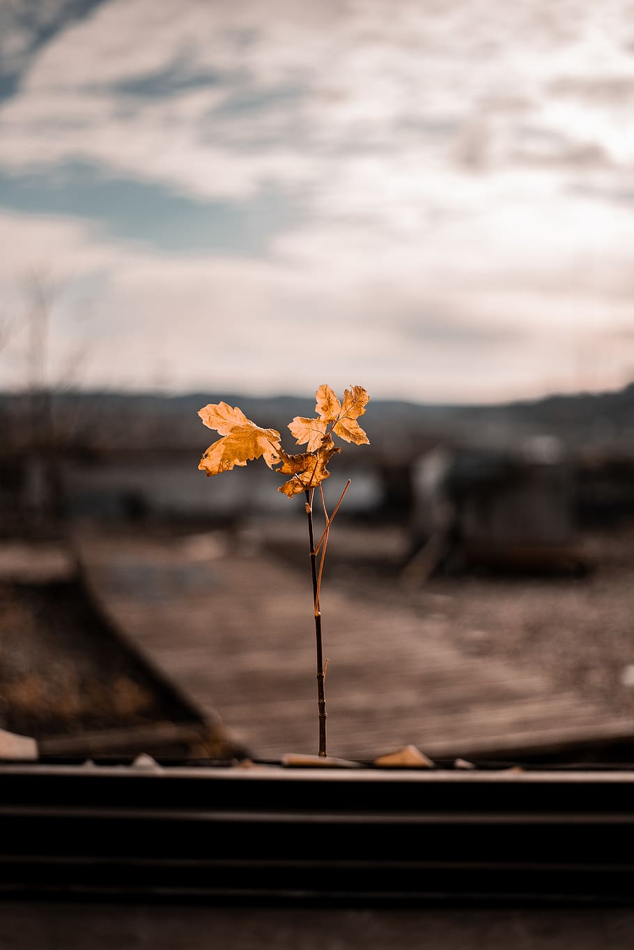 flor groga, full, planta, arbre, sòl, maple, fulla d'auró, llum solar, dit, asfalt, tronc de l'arbre, venes, llum, flamarada, flor, tulipa, ocell, jay, animal, planta amb flors, naturalesa, bellesa a la natura, cap gent, vulnerabilitat, frescor, fragilitat, primer pla, centrar-se en primer pla, cel, a l'aire lliure, dia, enfocament selectiu, creixement, material de fusta, posta de sol, cap de flor, núvol - cel, 5K