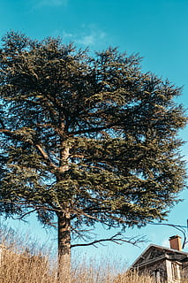 albero dalle foglie verdi, Marrone, bianca, Casa, luminosa, colori, luce del giorno, ambiente, erba, crescita, paesaggio, natura, scena, panoramico, albero, rami d'albero, cielo, pianta, Inquadratura dal basso, architettura, giorno, nessuno, struttura costruita, esterno dell'edificio, ramo, cielo sereno, costruzione, all'aperto, tronco d'albero, blu, tronco, bellezza nella natura, 5K, CC0, dominio pubblico, privo di copyright