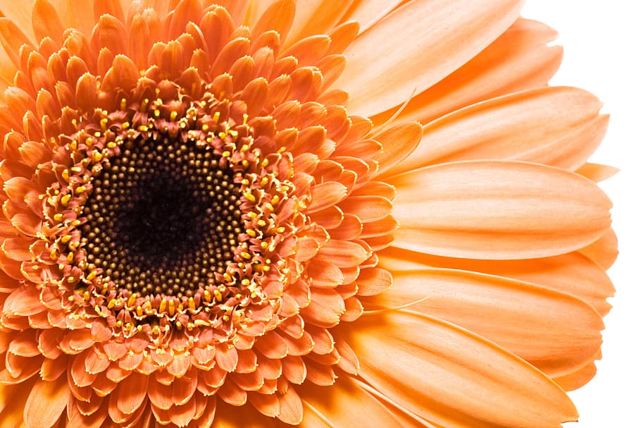 gerbera, blomst, baggrund, hvid, Gerber, tæt på, isolerede, dekoration, ingen, naturlig, blomster, krysantemum, forår, kronblad, gul, botanisk, lyse, hoved, orange, sommer, blomstre, flor, klipning, en, daisy, makro, objekt, flora, farve, plante, skønhed, smuk, sti, frisk, natur, enkelt, botanik, blomstrende plante, friskhed, blomsterhoved, skønhed i naturen, blomsterstand, sårbarhed, vækst, skrøbelighed, ingen mennesker, pollen, orange farve, gerbera daisy, bestøvning, 4K