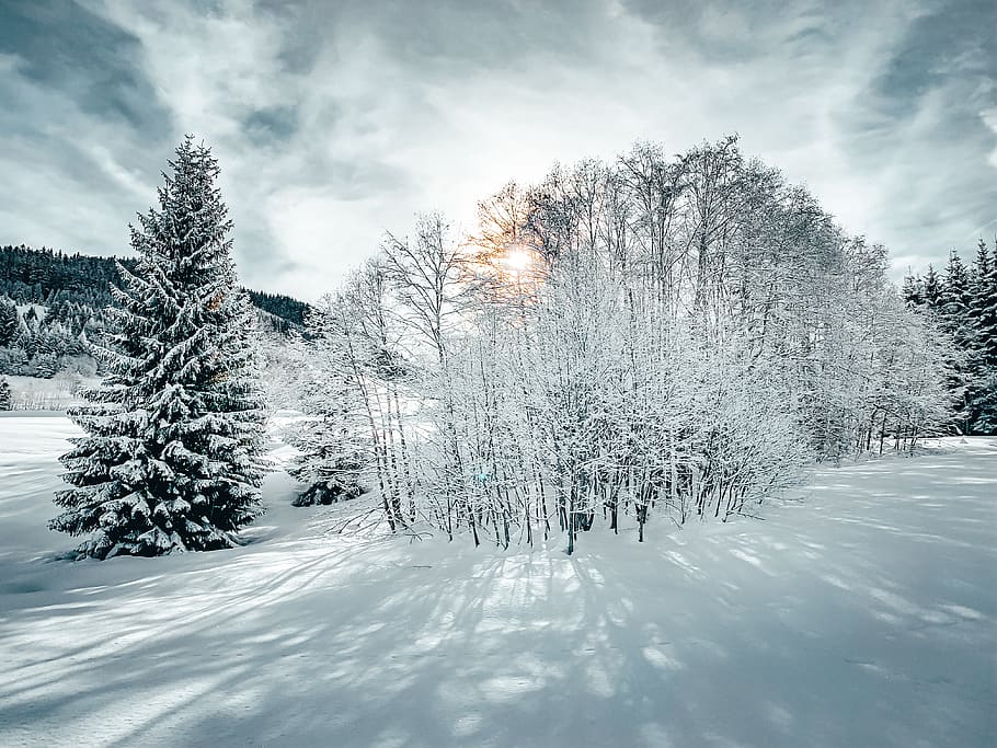arbres, cobert, neu, ennuvolat, cel, arbre, planta, avet, abies, França, naturalesa, a l'aire lliure, megeve, 172 chemin du marais, paisatge, pi, ornament, arbre de Nadal, gel, bosc, conífera, esquiar, alpes, sol, temperatura de fred, hivern, bellesa a la natura, núvol - cel, tranquil·litat, escena tranquil·la, cobertura, terra, escenics - natura, cap gent, dia, congelat, Color blanc, escena no urbana, clima extrem, muntanya nevada, arbre de coníferes, neu en pols, 4K