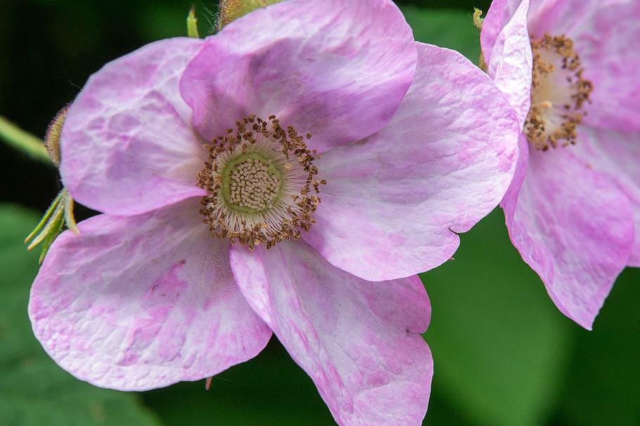 gerds de canyella, flor, florir, rosa, arbust ornamental, jardí, naturalesa, primavera, licitació, planta, planta amb flors, fragilitat, frescor, pètal, bellesa a la natura, vulnerabilitat, primer pla, color rosa, cap de flor, inflorescència, creixement, pol·len, centrar-se en primer pla, cap gent, porpra, estambres, 4K