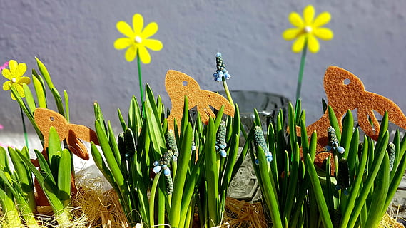 Paști, primăvară, iepurașul de Paște, simțit, Muscari, deco, decoratiuni de Paști, floare, plantă, creştere, planta cu flori, frumusețe în natură, vulnerabilitate, fragilitate, prospeţime, natură, cap de floare, a închide, petală, inflorescenţă, Culoarea verde, nici o persoana, zi, teren, camp, botanică, plante stem, în aer liber, 4K, CC0, domeniu public, fără drepturi de autor