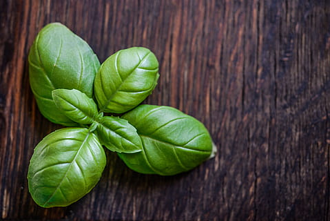 green, leaf plant, brown, wooden, surface, basil, fresh, herb, ingredient, natural, raw, rustic, spice, green color, food and drink, plant part, wood - material, wellbeing, food, leaf, healthy eating, freshness, vegetable, indoors, close-up, table, no people, raw food, directly above, still life, organic, nature, 4K, CC0, public domain, royalty free