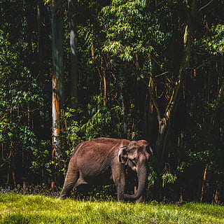 grau, Elefant, Gehen, Wald, Tierwelt, Tier, Säugetier, Löwe, das Vieh, Kuh, Kalb, Zoo, Bison, Giraffe, Wasservögel, Vogel, Reiher, ardeidae, Gepard, Elfenbein, Pflanze, Baum, Baumstamm, Tierthemen, Land, Gras, Wirbeltier, Tiere in freier Wildbahn, Natur, ein Tier, Feld, Tag, keine Leute, grüne Farbe, Wachstum, Sonnenlicht, draußen, 2K, CC0, gemeinfrei, lizenzfrei