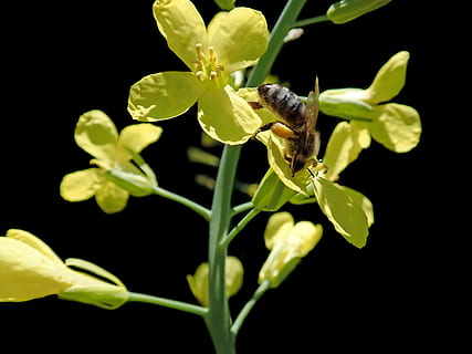 Biene, Insekt, Kohlblume, Pollen, Garten, Natur, Tier, wirbellos, Pflanze, Tierthemen, Tierwelt, ein Tier, Tiere in freier Wildbahn, Wachstum, Nahansicht, blühende Pflanze, Schönheit in der Natur, Blume, schwarzer Hintergrund, Zerbrechlichkeit, Verletzlichkeit, Blütenblatt, Studioaufnahme, keine Leute, Blütenkopf, Bestäubung, 2K, CC0, gemeinfrei, lizenzfrei
