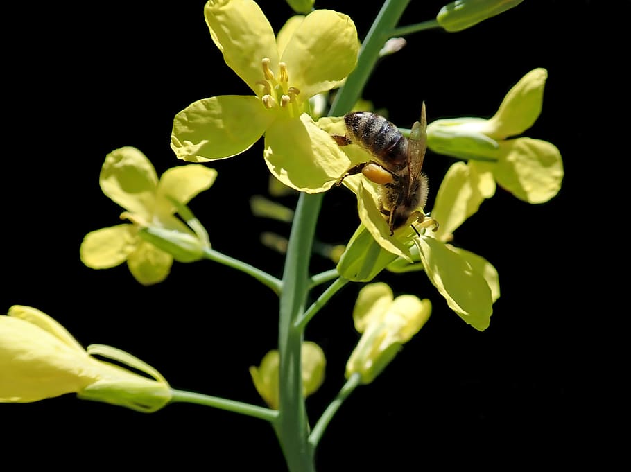 ape, insetto, fiore di cavolo, polline, giardino, natura, animale, invertebrato, pianta, temi animali, fauna selvatica, un animale, animali allo stato selvatico, crescita, avvicinamento, pianta fiorita, bellezza nella natura, fiore, sfondo nero, fragilità, vulnerabilità, petalo, girato in studio, nessuno, testa di fiore, impollinazione, 2K
