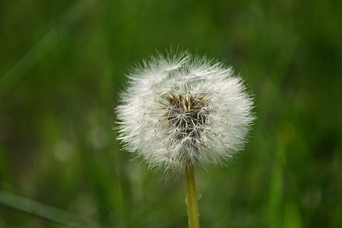 biały mniszek lekarski, zbliżenie, mniszek lekarski, delikatny, puchaty, środowisko, pole, flora, kwiat, ogród, trawa, wzrost, Hayfield, na dworze, wiejski, nasionko, lato, chwast, dziki, roślina, kruchość, wrażliwość, świeżość, piękno natury, roślina kwitnąca, skupić się na pierwszym planie, żadnych ludzi, miękkość, Natura, kwiatostan, nasiona mniszka lekarskiego, biały kolor, głowa kwiatu, łodyga rośliny, 5K, CC0, domena publiczna, darmowe zdjęcia