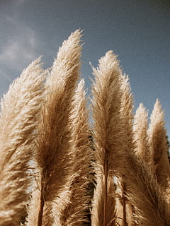 brown leaves, bright, common reed, daylight, downy, grass, growth, landscape, nature, outdoors, no people, sky, close-up, day, plant, agriculture, beauty in nature, crop, fur, focus on foreground, animal hair, land, cloud - sky, softness, freshness, blue, heat - temperature, 4K, CC0, public domain, royalty free