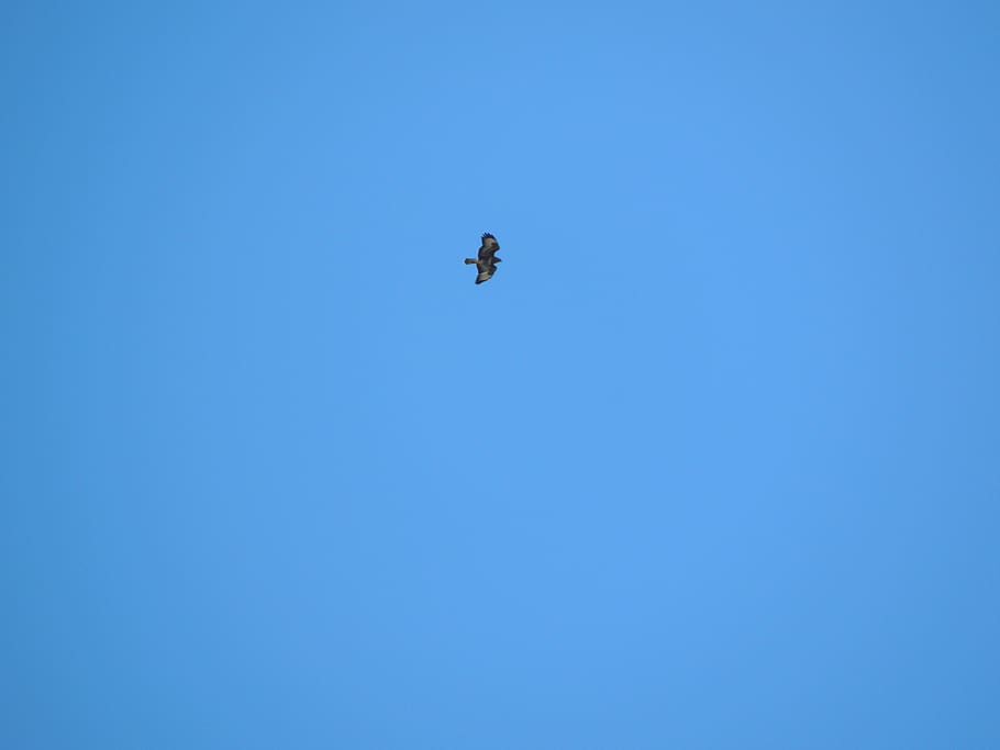 França, modane, blau, cel, volar, àguila, ocell, volant, cel clar, còpia espai, vista d’angle baix, animal, temes d'animals, animals a la natura, fauna animal, un animal, vertebrats, a l'aire, dia, cap gent, naturalesa, bellesa a la natura, llunyà, a l'aire lliure, directament a sota, 4K