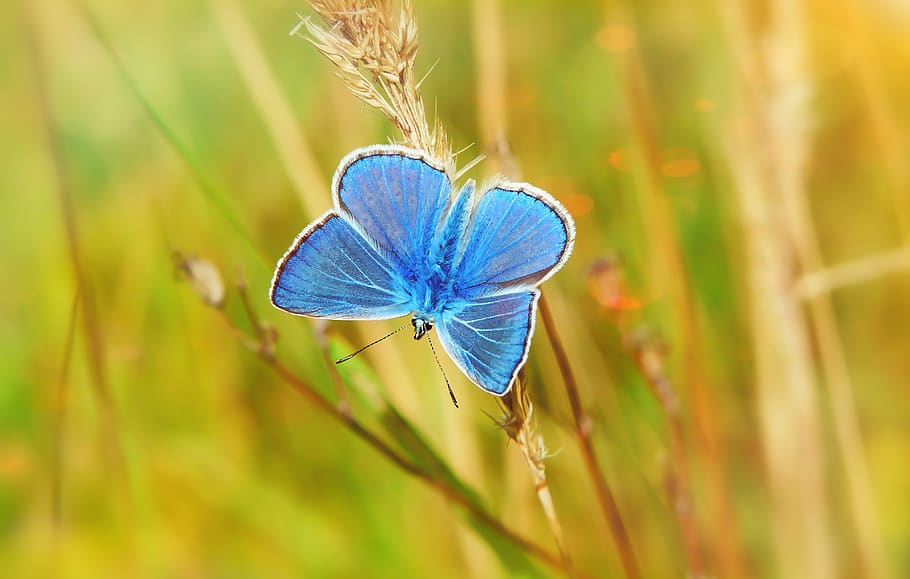 blu, falena, wheath, avvicinamento, pianta, insetto, invertebrato, fauna selvatica, animale, temi animali, animali allo stato selvatico, concentrarsi sulle conoscenze acquisite, un animale, bellezza nella natura, ala animale, natura, nessuno, giorno, farfalla - insetto, macro, crescita, erba, fiore, viola, 4K