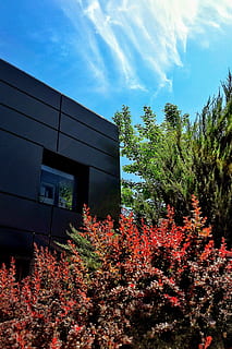 pianta, albero, foglia, abies, abete, cespuglio, vegetazione, conifera, costruzione, all'aperto, acero, pino, abete rosso, edificio per uffici, città universitaria, ringhiera, corrimano, architettura, tronco d'albero, asfalto, struttura costruita, esterno dell'edificio, cielo, nuvola - cielo, crescita, natura, nessuno, giorno, bellezza nella natura, Inquadratura dal basso, pianta fiorita, luce del sole, fiore, autunno, Casa, modificare, 2K, CC0, dominio pubblico, privo di copyright