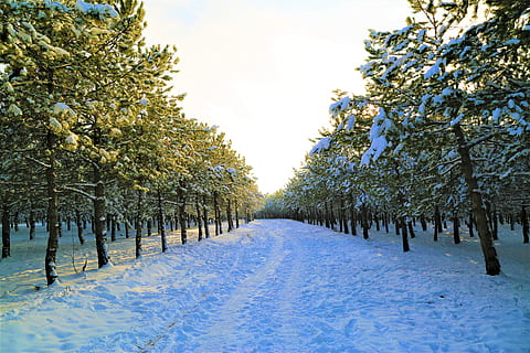 neu, hivern, fred, blanc, naturalesa, bosc, gel, arbres, nevat, arbre, planta, temperatura de fred, bellesa a la natura, cel, cobertura, cap gent, treelined, creixement, tranquil·litat, perspectiva decreixent, escenics - natura, el camí a seguir, direcció, dia, Color blanc, a l'aire lliure, 5K