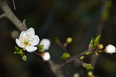 flor, blanc, arbre, arbust, branca, full, brot, primavera, temporada, realització, prunus domestica, flor de pruna, victoria pruna, pètals, pistil, plantes, naturalesa, jardí, estambres, fleuri, pol·len, planta amb flors, planta, fragilitat, vulnerabilitat, bellesa a la natura, frescor, creixement, pètal, primer pla, Color blanc, cap de flor, inflorescència, centrar-se en primer pla, enfocament selectiu, cap gent, dia, a l'aire lliure, flor de cirerer, 2K, CC0, domini públic, lliure de regalies