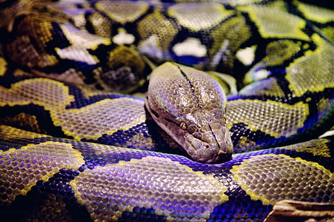 gris, negro, pitón, serpiente, reptil, animal, Estados Unidos, Layton, acuario interactivo de Seaquest, serpiente de cascabel, acurrucado, Boa constrictor, naturaleza, fauna silvestre, acuario, bobina, flora, planta, modelo, camuflaje, animales, de cerca, un animal, fauna animal, patrón natural, fotograma completo, temas de animales, animales en la naturaleza, nadie, vertebrado, centrarse en primer plano, escala animal, parte del cuerpo del animal, adentro, marcas de animales, antecedentes, venenoso, cabeza de animal, 5K, CC0, dominio público, libre de derechos