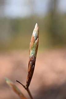 jaro, pupen, buk, strom, Příroda, zblízka, detail, zaměřit se na popředí, den, rostlina, růst, nikdo, selektivní zaměření, venku, krása v přírodě, začátky, stonek rostliny, klid, zelená barva, jednoho zvířete, zvířat, zvíře, jeden objekt, rostlinné části, 4K, CC0, veřejná doména, bez autorských práv