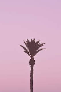 coconut tree, isolated, pink, background, tree, palm, nature, plant, branch, outdoors, silhouette, dry, backgrounds, single Object, tree Trunk, sky, summer, leaf, no People, environment, dead Plant, grass, stem, 4K, CC0, public domain, royalty free