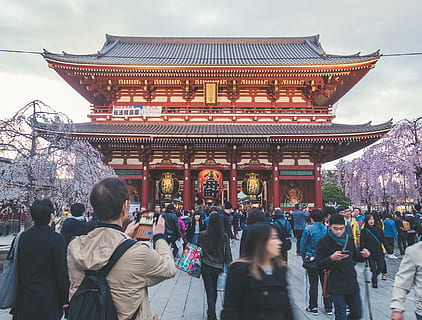 santuario, persona, persone, tempio, umano, costruzione, Giappone, culto, architettura, folla, Senso-ji, Taito-ku, turista, città, albero, fiorire, fiore, indietro, pagoda, rosa, struttura costruita, esterno dell'edificio, grande gruppo di persone, gruppo di persone, persone reali, uomini, luogo di culto, donne, adulto, religione, credenza, spiritualità, destinazioni di viaggio, attività di svago, viaggio, all'aperto, visita, 2K, CC0, dominio pubblico, privo di copyright
