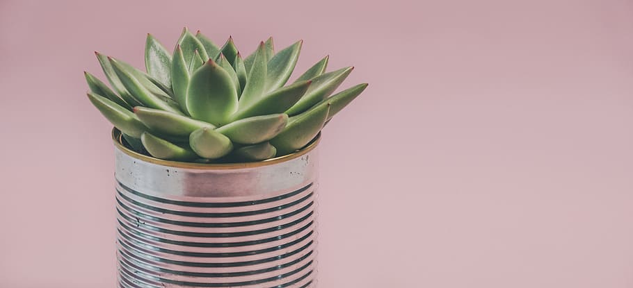foto, suculent, planta, botànica, cactus, llauna, primer pla, flora, focus, macro, fons rosa, natura morta, plantes suculentes, suculentes, tir de l'estudi, fons de colors, color verd, creixement, a l'interior, planta suculenta, cap gent, planta en test, naturalesa, full, part de la planta, còpia espai, bellesa a la natura, menjar i beguda, frescor, tallar, planta d'interior, test de flor, 5K