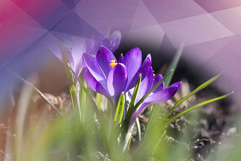 şofran, poligonal, natură, floare, plantă, prospeţime, planta cu flori, frumusețe în natură, vulnerabilitate, fragilitate, Violet, creştere, a închide, selectiv, petală, iris, nici o persoana, inflorescenţă, cap de floare, camp, zi, în aer liber, primăvară, fir de iarbă, 4K, CC0, domeniu public, fără drepturi de autor