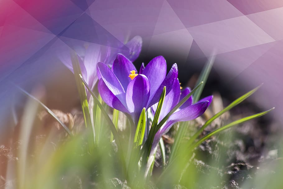 safrà, violeta, poligonal, naturalesa, flor, planta, frescor, planta amb flors, bellesa a la natura, vulnerabilitat, fragilitat, porpra, creixement, primer pla, enfocament selectiu, pètal, iris, cap gent, inflorescència, cap de flor, camp, dia, a l'aire lliure, primavera, fulla d'herba, 4K