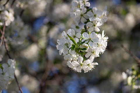 Obstbaum, Pflaume, blühend, Frühling, Ast, Natur, weiße Blumen, Baum, Blume, blühende Pflanze, Pflanze, Frische, Zerbrechlichkeit, Schönheit in der Natur, Verletzlichkeit, Wachstum, weiße Farbe, Blütenblatt, Nahansicht, Tag, Blütenkopf, Fokus auf den Vordergrund, blühen, Blütenstand, selektiver Fokus, keine Leute, draußen, Pollen, Kirschblüte, Kirschbaum, Blumenstrauß, Blumenschmuck, 4K, CC0, gemeinfrei, lizenzfrei