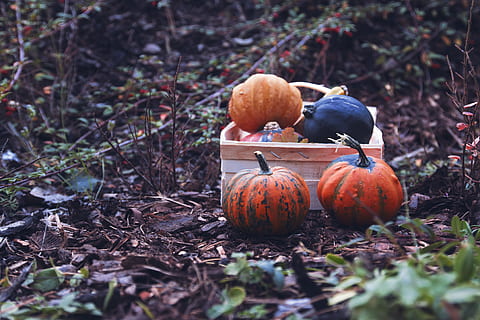 autumn pumpkins, box, garden, food, food and drink, pumpkin, vegetable, healthy eating, field, land, no people, freshness, day, nature, autumn, wellbeing, selective focus, plant, orange color, fruit, celebration, leaf, outdoors, 4K, CC0, public domain, royalty free