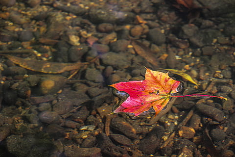 Baum, Natur, Pflanze, Blatt, Blume, Herbst, Boden, Botanik, Flora, Jahreszeit, Fauna, Wildblume, Nahansicht, Makrofotografie, blühende Pflanze, holzige Pflanze, Landpflanze, Pflanzenteil, Veränderung, keine Leute, Tag, Ahornblatt, Land, Schönheit in der Natur, draußen, trocken, Zerbrechlichkeit, Verletzlichkeit, High Angle View, fallen, Feld, Blätter, Herbstkollektion, natürlicher Zustand, auf dem Wasser schwimmen, 5K, CC0, gemeinfrei, lizenzfrei