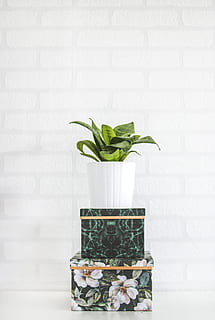 testat, verd, planta, paret, caixes, paret de maó, color, disseny, flora, test, endins, minimalisme, olla, planta en test, gerro, part de la planta, a l'interior, funció de construcció de parets, full, naturalesa, color verd, creixement, cap gent, frescor, contenidor, bellesa a la natura, dia, fragilitat, cistella, primer pla, Color blanc, senzillesa, planta d'interior, arranjament floral, 5K, CC0, domini públic, lliure de regalies