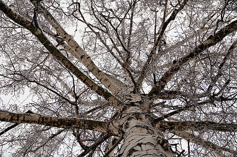 birch, crown, tree, branches, low angle view, branch, plant, bare tree, day, trunk, no people, tree trunk, nature, sky, beauty in nature, outdoors, growth, tranquility, animals in the wild, animal themes, winter, flower, snow, 5K, CC0, public domain, royalty free