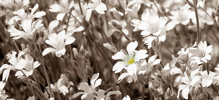 ming, starming, macro, fresco, fiore, natura, fragranza, giardino, fioritura, pianta fiorita, pianta, freschezza, bellezza nella natura, crescita, petalo, fragilità, avvicinamento, vulnerabilità, testa di fiore, infiorescenza, nessuno, Colore bianco, letto di fiori, campo, parte vegetale, all'aperto, primavera, giardino ornamentale, polline, motivo floreale, 1080P, CC0, dominio pubblico, privo di copyright