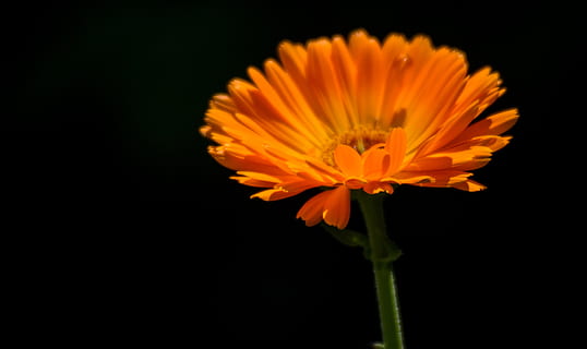 lys, sol, forår, sommer, have, natur, blomst, VIVITAR, delikat, dejlig, farverig, intens, lyse, blød, kontrast, høj kontrast, sort, mørk, orange, gerbera, blomstrende plante, friskhed, skrøbelighed, sårbarhed, kronblad, skønhed i naturen, blomsterhoved, tæt på, plante, blomsterstand, studio skud, sort baggrund, orange farve, vækst, ingen mennesker, plantestamme, pollen, udendørs, 4K, CC0, offentligt domæne, royaltyfrie