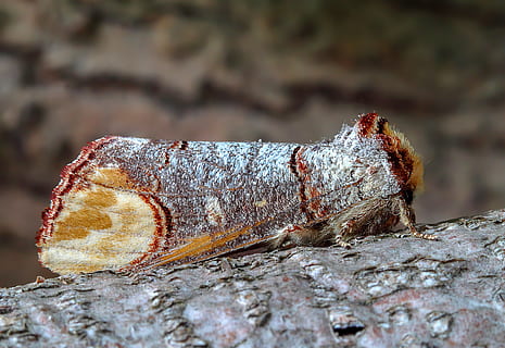 Buff Tipp, Motte, Flügel, Insekt, Natur, Antennen, Metamorphose, Muster, Entomologie, Fehler, wild, zart, Insekten, tarnen, batesianische Mimikry, Nahansicht, keine Leute, ein Tier, Tag, selektiver Fokus, Tierthemen, Tier, Tierwelt, Tiere in freier Wildbahn, Rock - Objekt, texturiert, Rock, solide, Fokus auf den Vordergrund, Land, draußen, rostig, Lebensmittel, Holz - Material, 4K, CC0, gemeinfrei, lizenzfrei