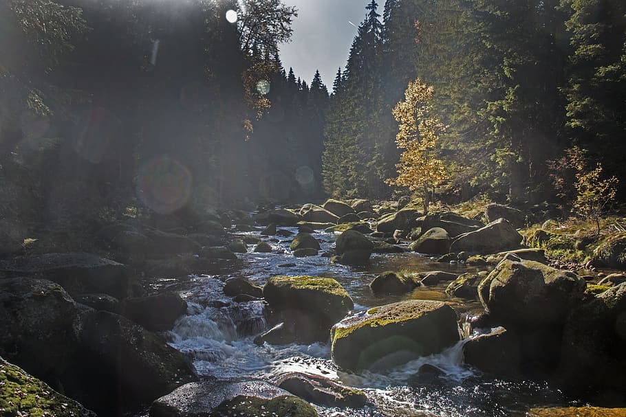 Landschaftsfotografie, Bäume, wunderschönen, Kaskade, Umgebung, fließen, Landschaft, Moos, moosige Felsen, Bewegung, Natur, szenisch, Steine, Strom, Wasserfall, Wasser, Baum, Rock, Pflanze, solide, Rock - Objekt, Wald, Schönheit in der Natur, keine Leute, fließendes Wasser, Tag, Szenen - Natur, Fluss, fließend, Nicht-städtische Szene, Langzeitbelichtung, draußen, 5K