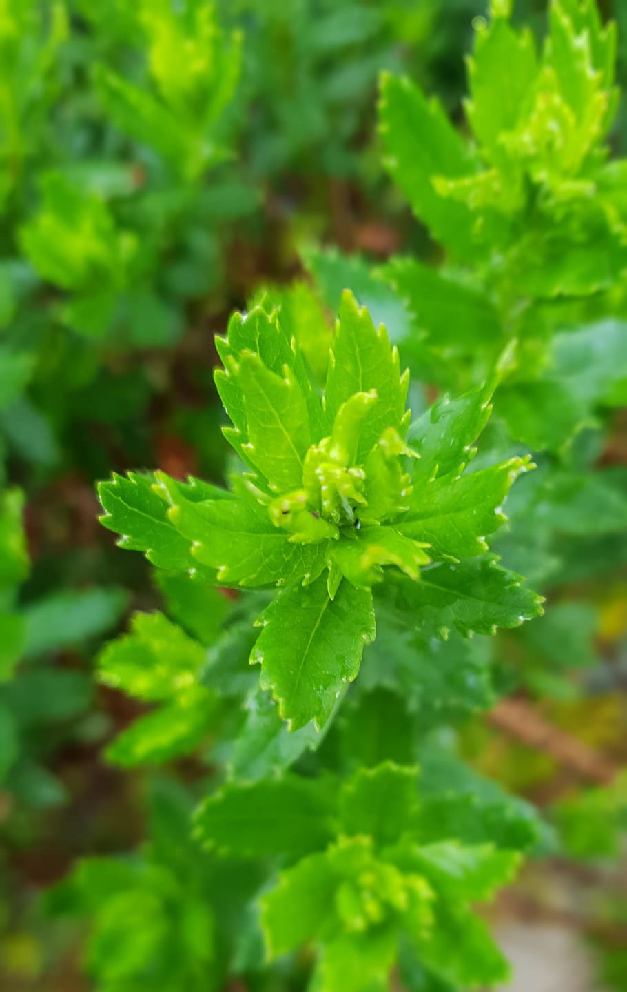 foglia, messa a fuoco, macro, verde, cespuglio, colore verde, bellezza nella natura, crescita, parte vegetale, pianta, avvicinamento, freschezza, nessuno, messa a fuoco selettiva, natura, giorno, la tranquillità, all'aperto, cibo, cibo e bevande, vulnerabilità, fragilità, erba, concentrarsi sulle conoscenze acquisite, 2K