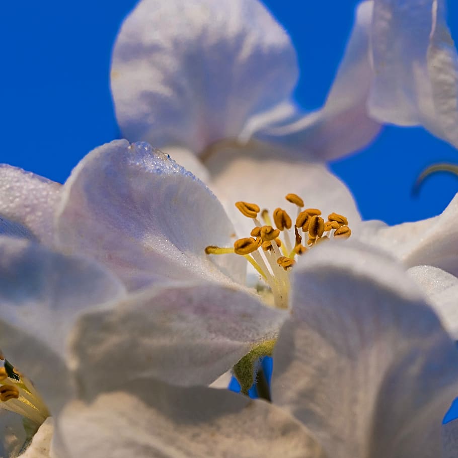 æble, forår, natur, flor, flora, skønhed, tæt, farverig, bella, hvid, orange, naturlig, baggrund, blomster, dekorative, kronblad, kronblade, rosa, blomst, blomstrende plante, skønhed i naturen, plante, pollen, tæt på, blomsterhoved, vækst, friskhed, blomsterstand, skrøbelighed, ingen mennesker, sårbarhed, støvdrager, dyr i naturen, dyreliv, dyre temaer, dyr, udendørs, marine, 2K