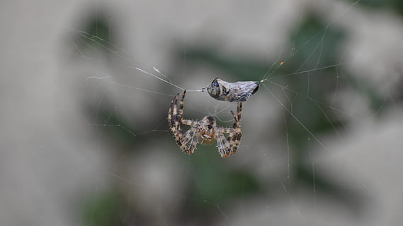 aranya, abella, web, insecte, capturat, jardí, macro, teranyina, aràcnids, fragilitat, primer pla, invertebrat, artròpode, fauna animal, animals a la natura, animal, temes d'animals, un animal, dia, centrar-se en primer pla, enfocament selectiu, cap gent, supervivència, vulnerabilitat, naturalesa, a l'aire lliure, cames d’animal, 5K, CC0, domini públic, lliure de regalies