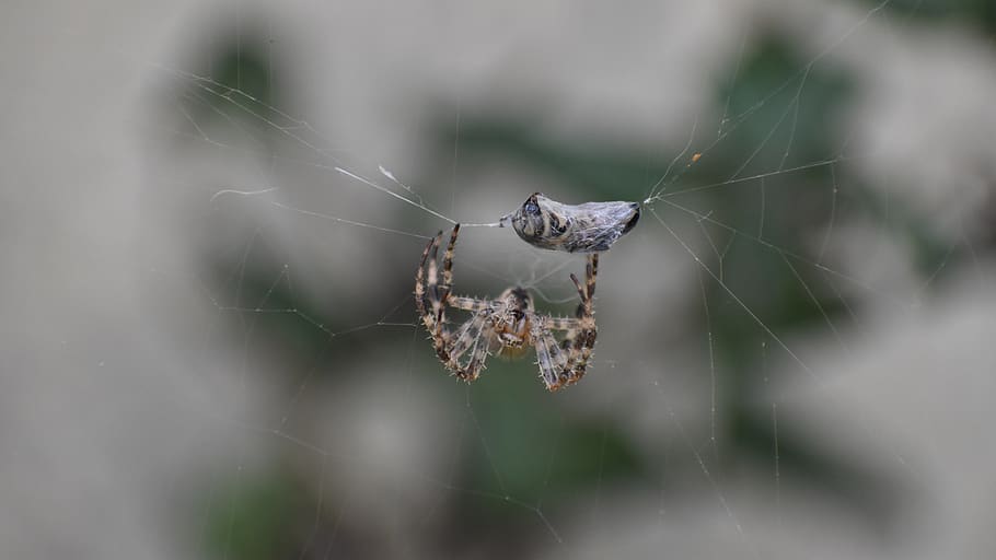 aranya, abella, web, insecte, capturat, jardí, macro, teranyina, aràcnids, fragilitat, primer pla, invertebrat, artròpode, fauna animal, animals a la natura, animal, temes d'animals, un animal, dia, centrar-se en primer pla, enfocament selectiu, cap gent, supervivència, vulnerabilitat, naturalesa, a l'aire lliure, cames d’animal, 5K