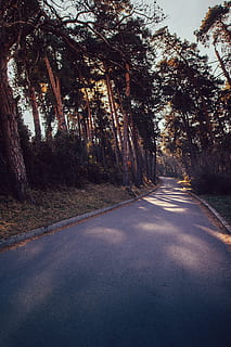 arbre de fulles verdes, asfalt, carretera, arbre, planta, manera, abies, avet, tronc de l'arbre, tar, llum solar, conífera, flamarada, llum, pas de zebra, sequoia, bedoll, lliscament de terra, naturalesa, direcció, el camí a seguir, transport, cap gent, tranquil·litat, dia, perspectiva decreixent, bellesa a la natura, símbol, bosc, signe, carretera buida, creixement, escena tranquil·la, a l'aire lliure, treelined, llarg, línia divisòria, 5K, CC0, domini públic, lliure de regalies