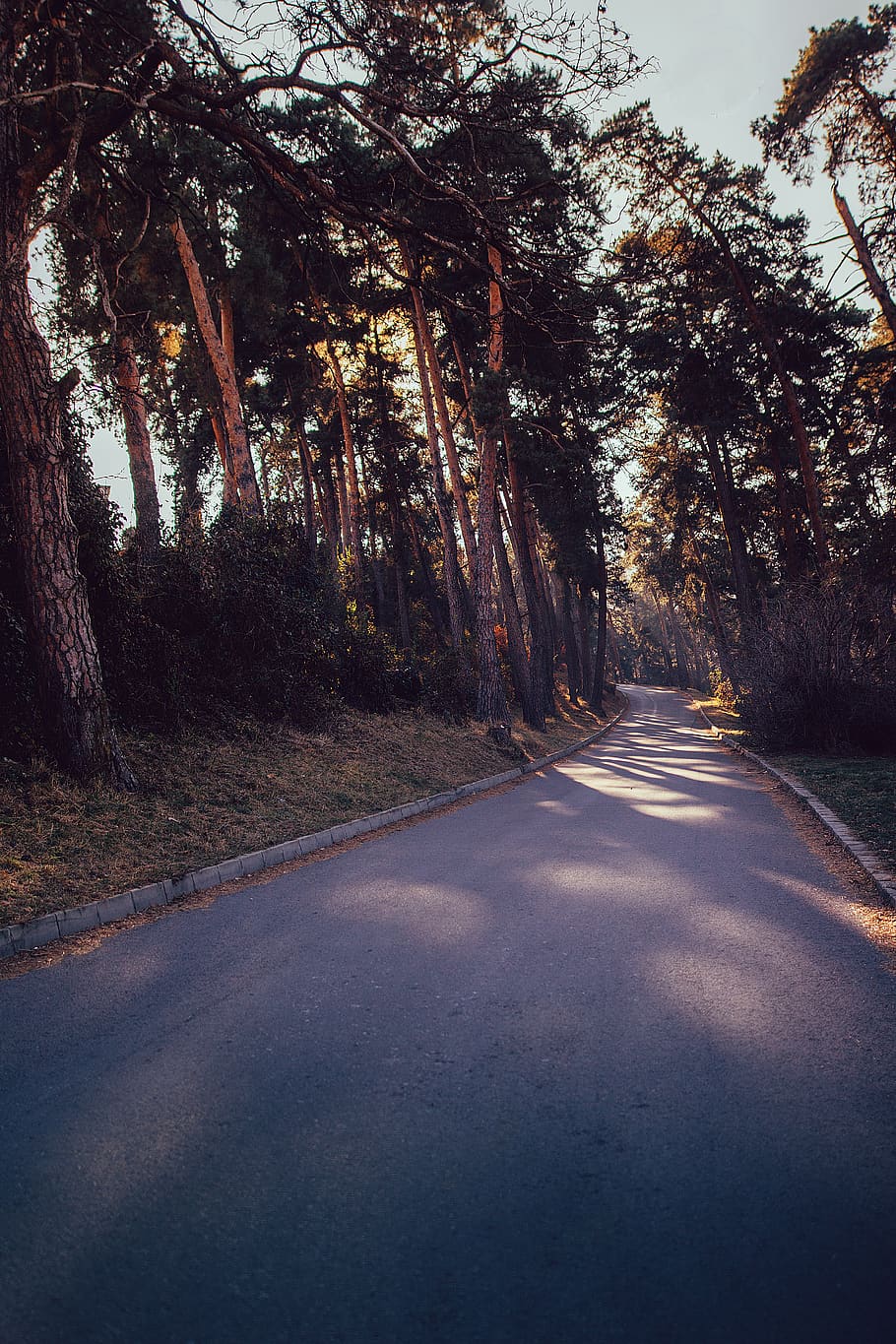 arbre de fulles verdes, asfalt, carretera, arbre, planta, manera, abies, avet, tronc de l'arbre, tar, llum solar, conífera, flamarada, llum, pas de zebra, sequoia, bedoll, lliscament de terra, naturalesa, direcció, el camí a seguir, transport, cap gent, tranquil·litat, dia, perspectiva decreixent, bellesa a la natura, símbol, bosc, signe, carretera buida, creixement, escena tranquil·la, a l'aire lliure, treelined, llarg, línia divisòria, 5K