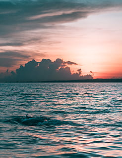 dauphin dans l'eau, des nuages, dauphin, soir, paysage, La vie marine, la nature, océan, mer, paysage marin, ciel, le coucher du soleil, eau, vagues, beauté dans la nature, paysages - nature, scène tranquille, tranquillité, front de mer, nuage - ciel, idyllique, personne, couleur orange, ridée, terre, en plein air, horizon, scène non urbaine, 2K, CC0, domaine public, libre de droits