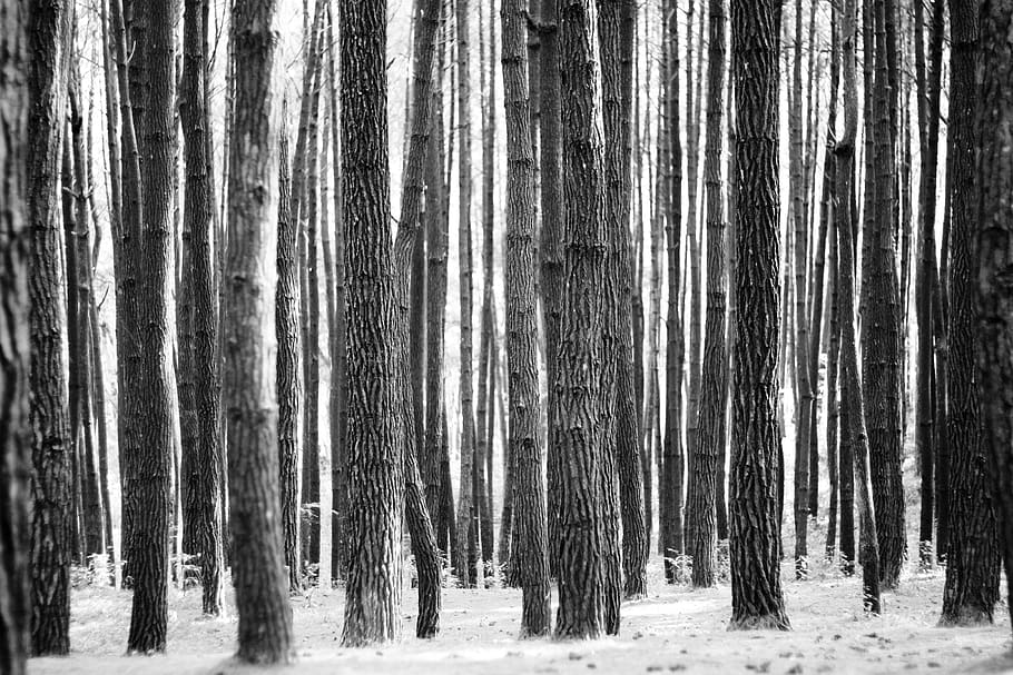 las, Natura, langscape, tekstury, czarny biały, krajobraz, pinus, drzewa, drzewo, bagażnik samochodowy, pnia drzewa, roślina, spokój, wylądować, spokojna scena, piękno natury, żadnych ludzi, lesisty teren, dzień, scena pozamiejska, środowisko, na dworze, zimna temperatura, scenics - natura, 4K