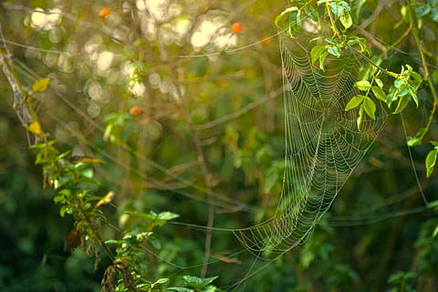ragnatela, formato, verde, le foglie, sfondo sfocato, luminosa, avvicinamento, colori, luce del giorno, all'aperto, alberi, web, pianta, natura, colore verde, bellezza nella natura, temi animali, nessuno, fragilità, giorno, animale, albero, concentrarsi sulle conoscenze acquisite, luce del sole, foglia, vulnerabilità, foresta, parte vegetale, crescita, 4K, CC0, dominio pubblico, privo di copyright