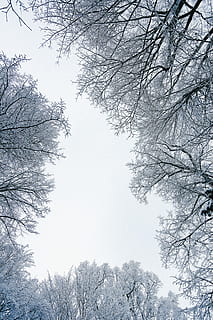 worm-eye view, trees, branches, cold, daylight, environment, fog, frost, frosty, frosty weather, frozen, landscape, low angle shot, nature, outdoors, park, scene, scenic, season, snow, snowfall, snowing, weather, white, winter, tree, plant, low angle view, cold temperature, beauty in nature, branch, tranquility, sky, no people, bare tree, growth, day, tranquil scene, scenics - nature, tree canopy, directly below, coniferous tree, 5K, CC0, public domain, royalty free