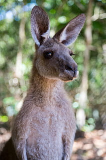 hnědé klokan, klokan, zvíře, savec, wallaby, qantas, cestovat, dolů pod, outback, cairns, Austrálie, roo, les, sydney, brisbane, melbourne, alpaka, lama, páv, pták, háček, zvířat, jednoho zvířete, zaměřit se na popředí, zvířata ve volné přírodě, obratlovců, nikdo, detail, den, Příroda, portrét, přistát, rostlina, hnědý, Jelen, mladé zvíře, venku, býložravý, kolouch, zvířecí hlavy, 5K, CC0, veřejná doména, bez autorských práv