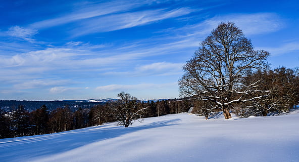 neu, arbre, cel, núvols, hivern, paisatge, blanc, nevat, escènic, chaumont, neuchatel, suïssa, temperatura de fred, núvol - cel, planta, bellesa a la natura, medi ambient, escenics - natura, escena no urbana, terra, tranquil·litat, naturalesa, escena tranquil·la, blau, arbre nu, cap gent, a l'aire lliure, muntanya nevada, 5K, CC0, domini públic, lliure de regalies